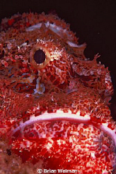 "Fierce Creature"
Scorpion Fish Face Portrait by Brian Welman 